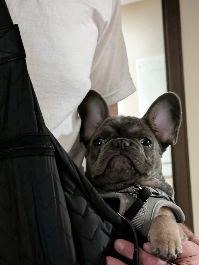 Ronan (Ro) in a padded carrier sling, practicing safe puppy socialization without floor contagion risk.