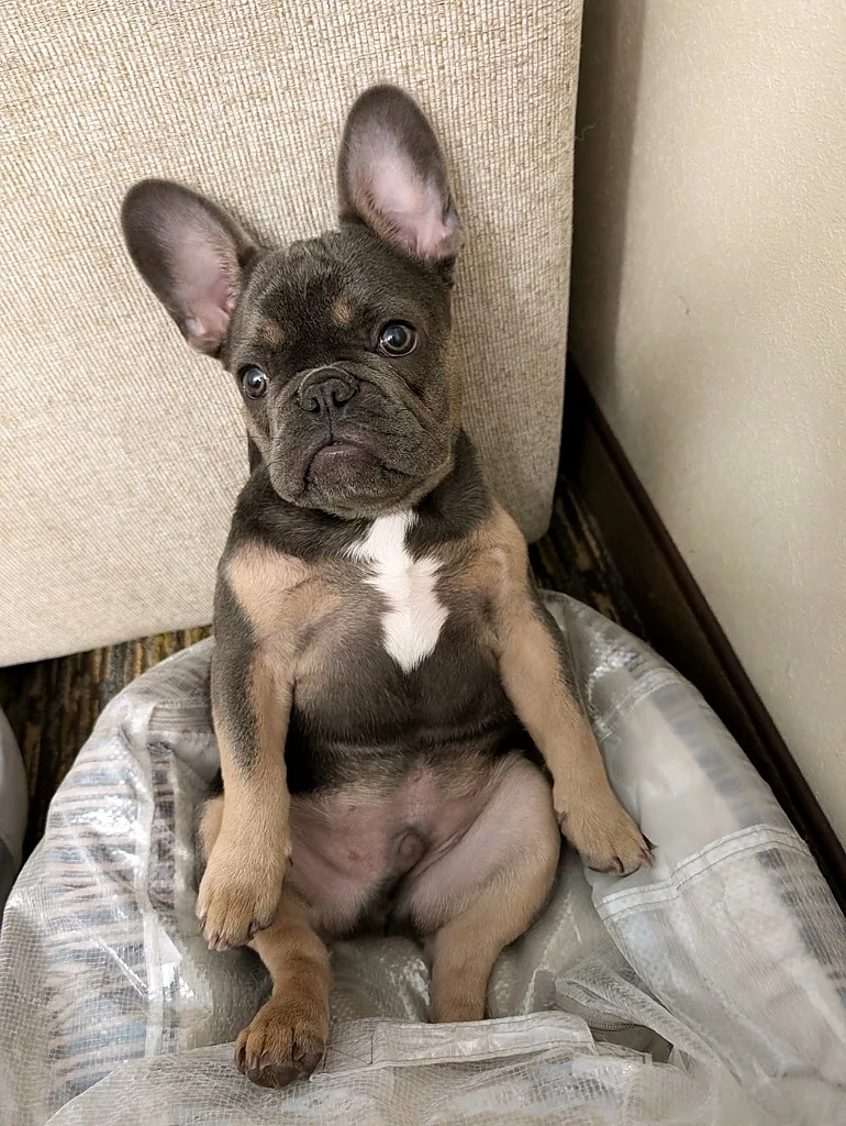 Puppy Foundations with Ronan